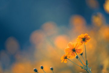 文明交通安全出行手抄报内容