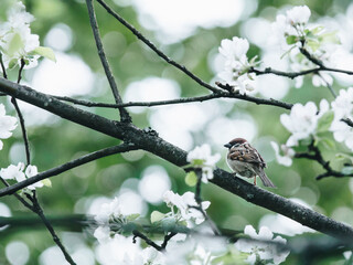 有关国旗的诗歌